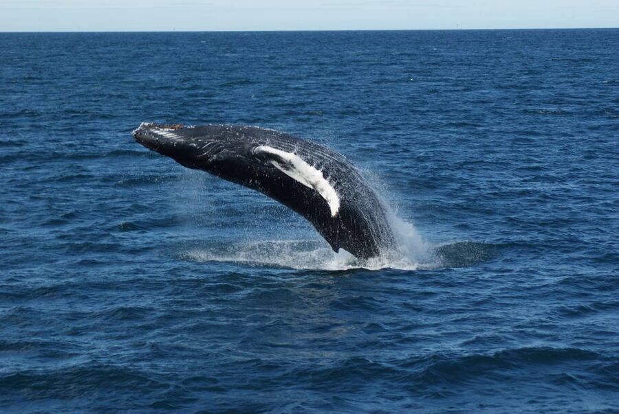 From Reykjavik: Whale Watching Tour - Guides make the waiting worthwhile