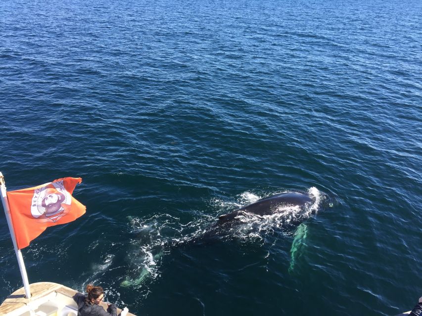 From Reykjavik: Whale Watching Tour - What happens when whales do not appear