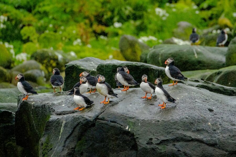 From Reykjavik: Whale Watching Tour by Speedboat - Who should book this speedboat tour?