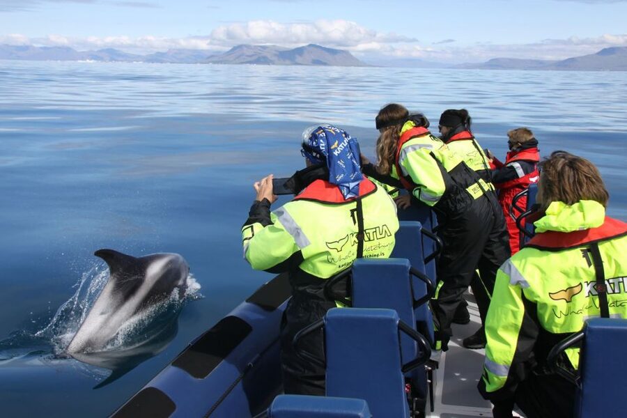 From Reykjavik: Whale Watching Tour by Speedboat - Starting at Reykjavik’s old harbor