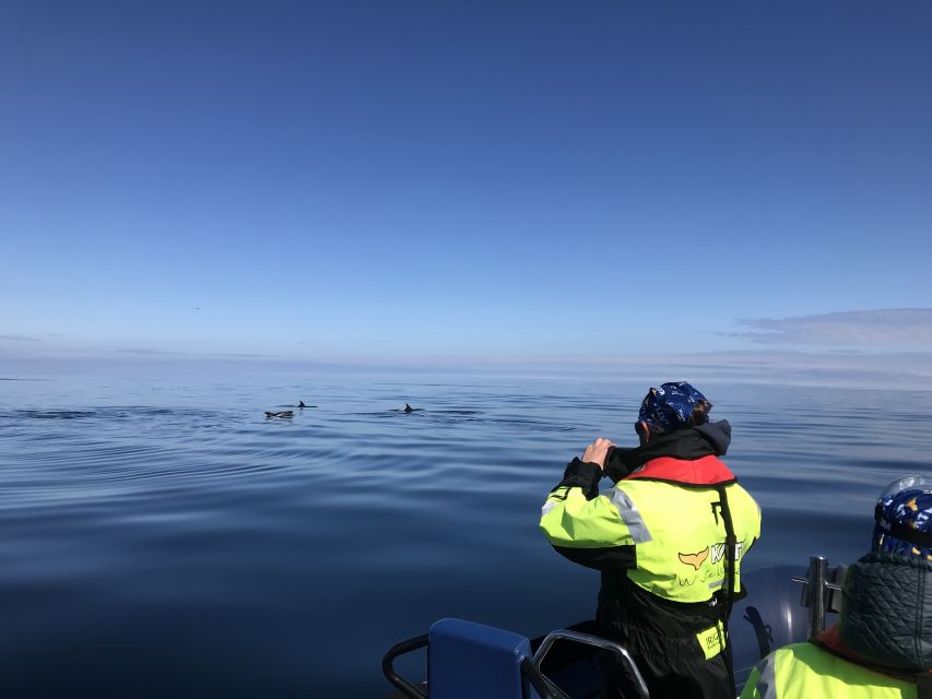From Reykjavik: Whale Watching Tour by Speedboat - What the $192 price gets you