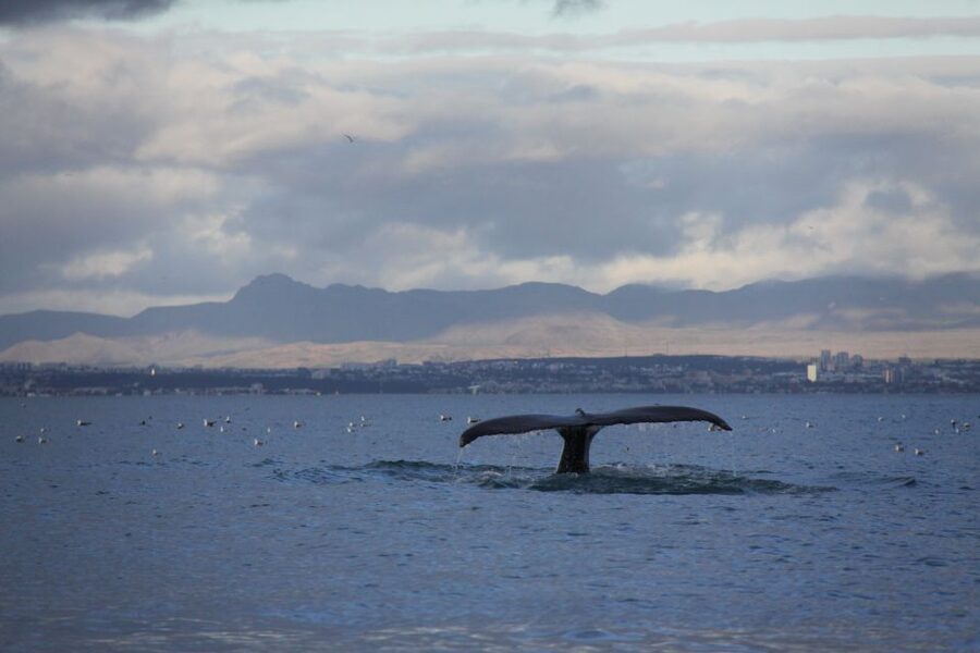 From Reykjavik: Whale Watching Tour by Speedboat - How to plan your two hours
