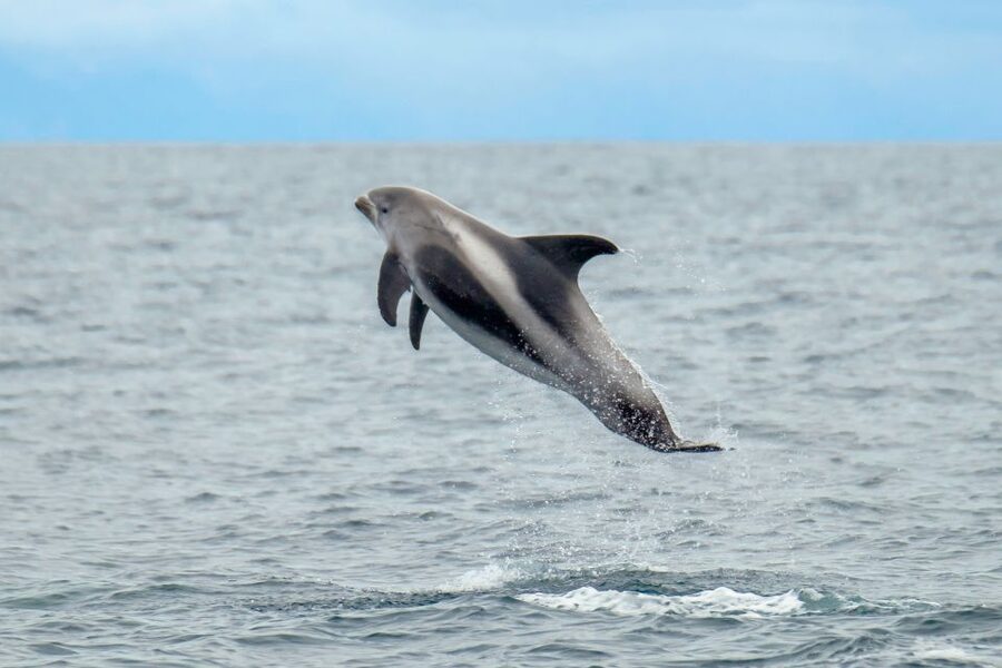 From Reykjavik: Whale Watching Tour by Speedboat - Harpa, Sun Voyager, and the city from offshore