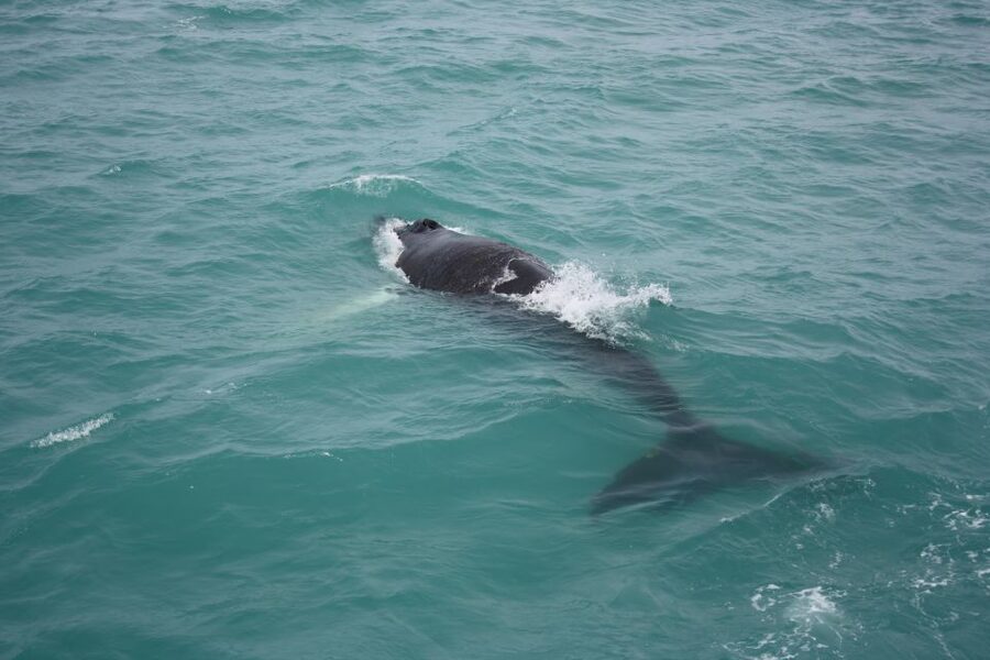 From Reykjavik: Whale Watching Tour - Kollafjörður gives the trip a gentle start