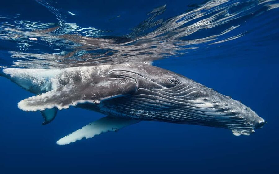 From Samaná: Whale Watching and Cayo Levantado Boat Tour - Why the whale portion can feel too short