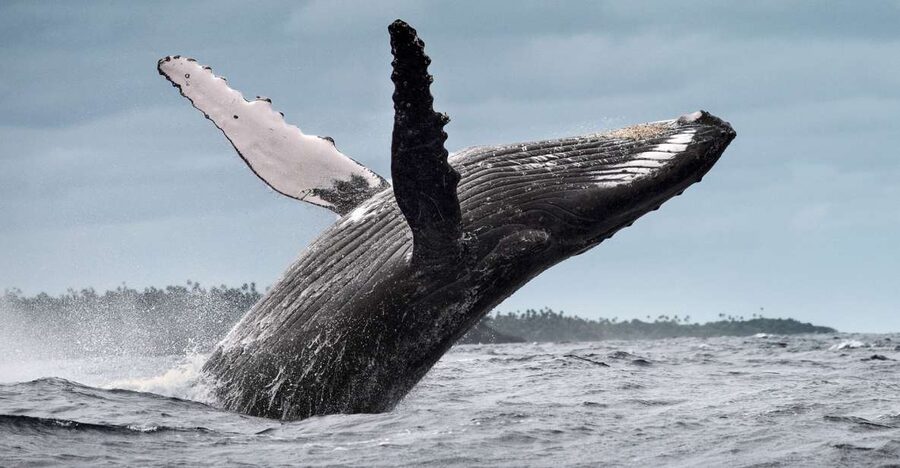 From Samaná: Whale Watching and Cayo Levantado Boat Tour - What to bring and how to plan the day