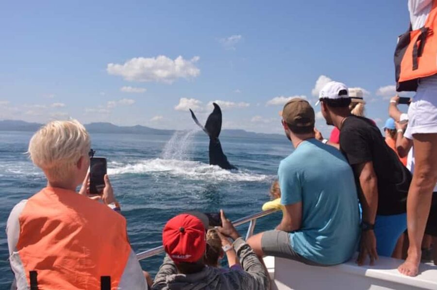 From Samaná: Whale Watching and Cayo Levantado Island Tour - Should you book the Samaná whale and island tour?
