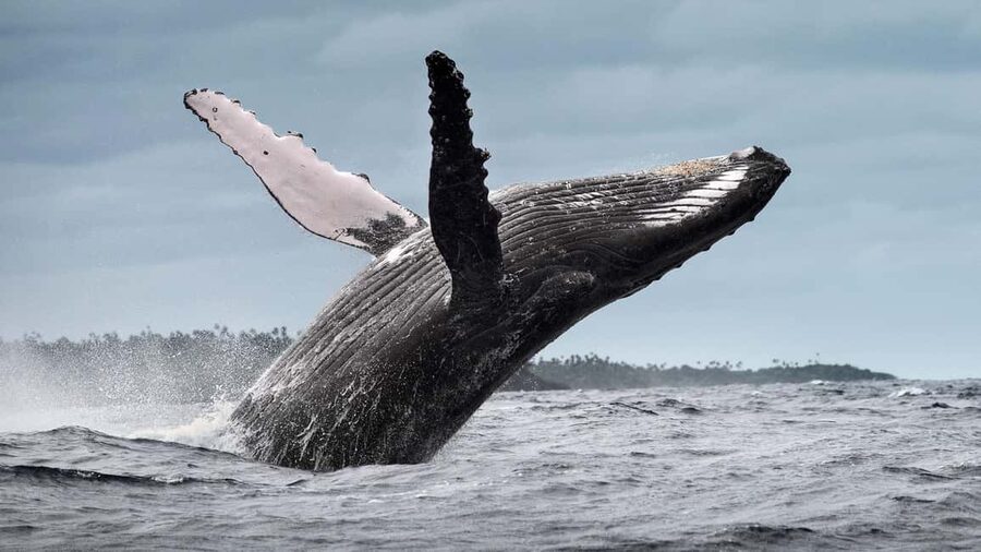 From Samaná: Whale Watching and Cayo Levantado Island Tour - Leaving the Malecón at 9:30 AM