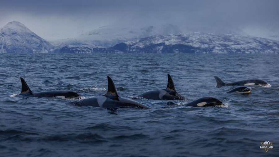 From Skjervøy: Whale Watching in a Heated Cabin Cruiser - Key points to know before booking
