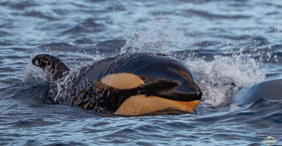 From Skjervøy: Whale Watching in a Heated Cabin Cruiser - Who will enjoy this trip most