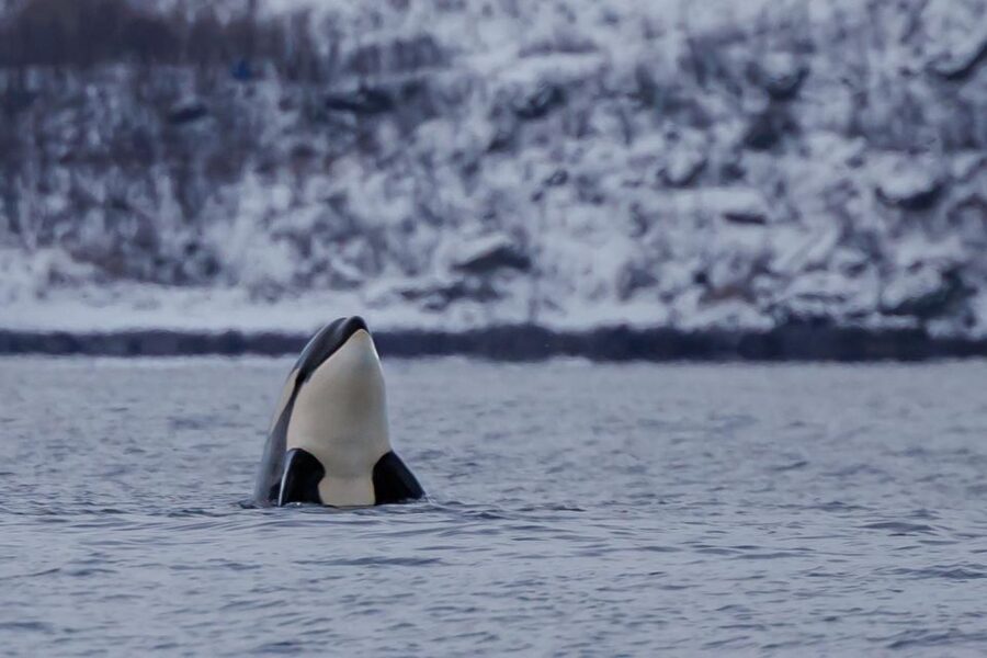 From Skjervøy: Whale Watching in a Heated Cabin Cruiser - Why Skjervøy is a serious whale-watching base