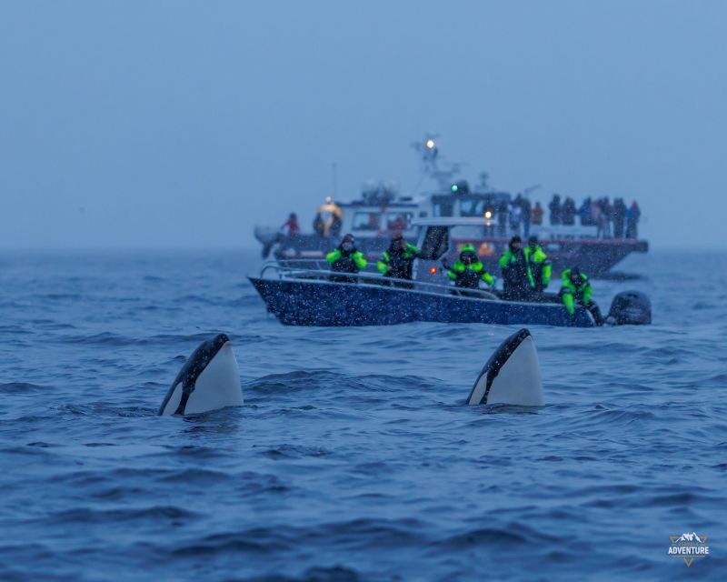 From Skjervøy: Whale Watching in a Heated Cabin Cruiser - The search for orcas, humpbacks, and fin whales