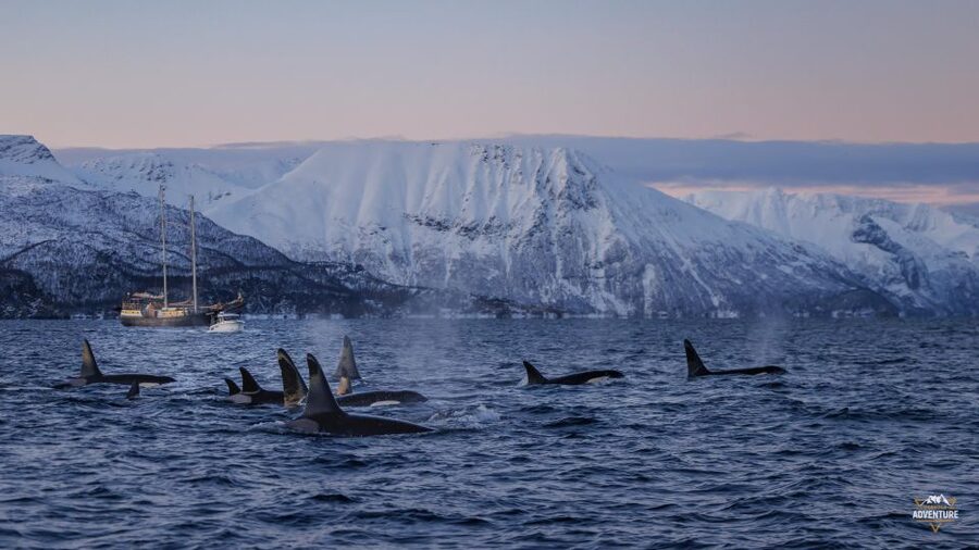 From Skjervøy: Whale Watching in a Heated Cabin Cruiser - Responsible viewing instead of a whale chase