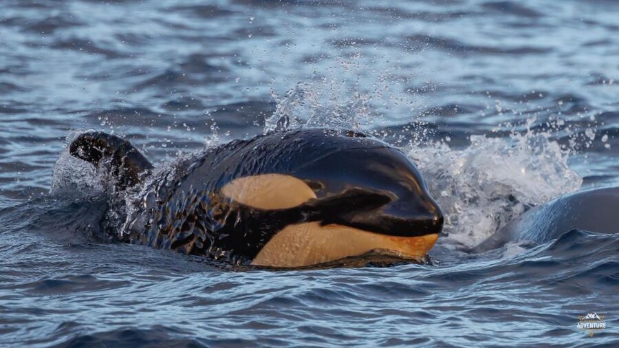 From Skjervøy: Whale Watching in a Heated Cabin Cruiser - Listening through the hydrophone