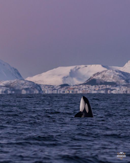 From Skjervøy: Whale Watching in a Heated Cabin Cruiser - The break, hot drinks, and waffles