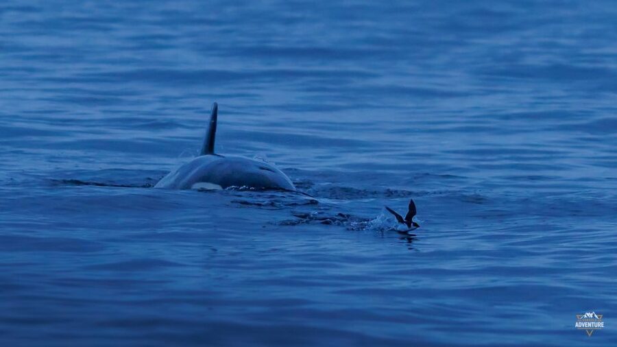 From Skjervøy: Whale Watching in a Heated Cabin Cruiser - What the $278 price really buys you