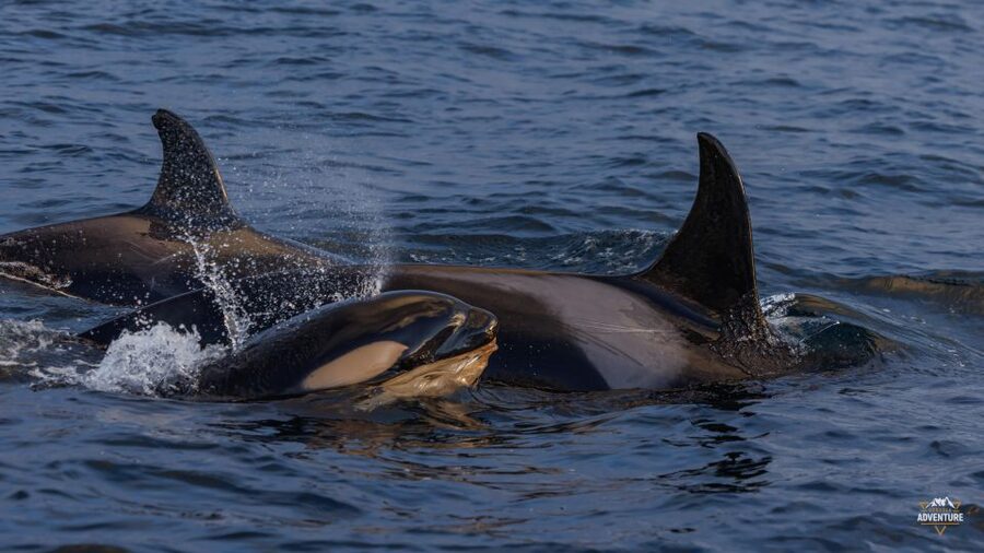 From Skjervøy: Whale Watching in a Heated Cabin Cruiser - Starting at Havnegata 16