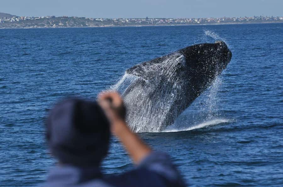 From Stellenbosch: Hermanus Whale Route Tour - Why this private Stellenbosch day trip works