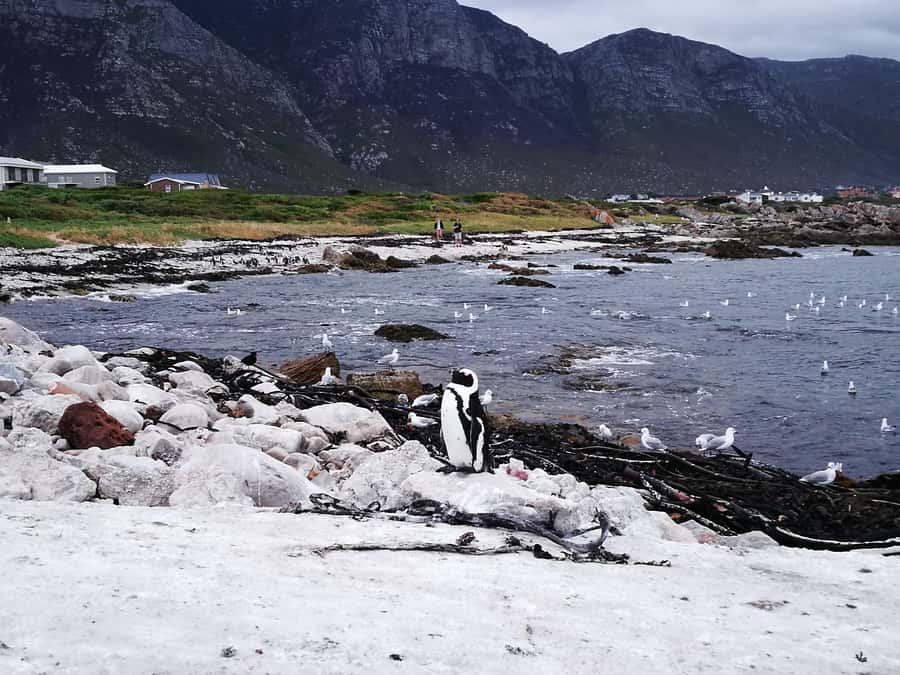 From Stellenbosch: Hermanus Whale Route Tour - Harold Porter Botanical Garden and the waterfall walk
