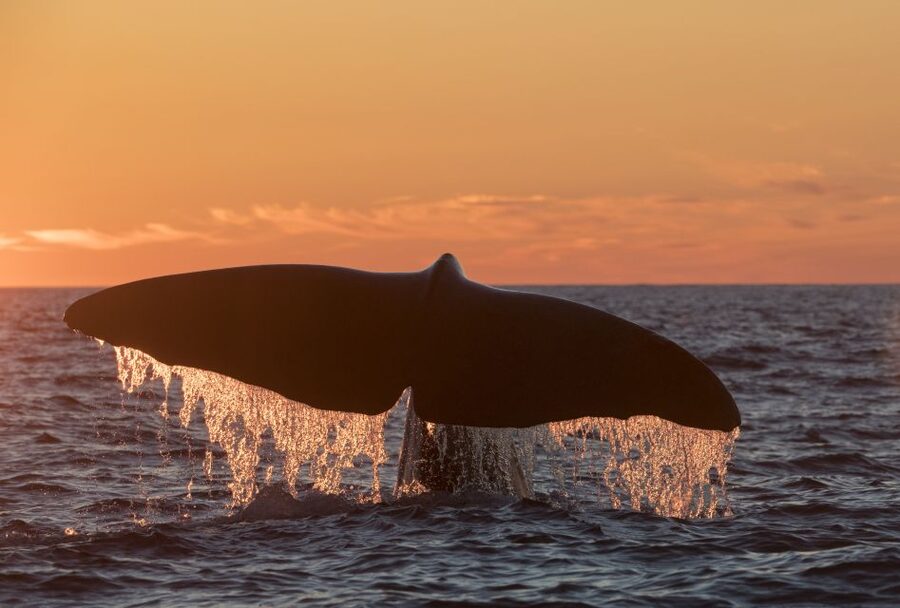 From Svolvær: Whale Watching Day Trip to Andenes - Why this trip takes all day