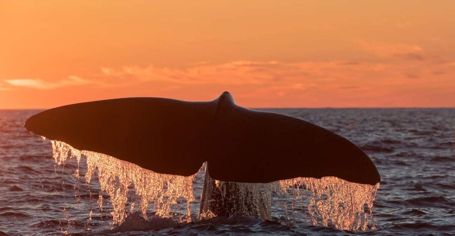 From Svolvær: Whale Watching Day Trip to Andenes - Ferries, coastal roads, and Marmelkroken
