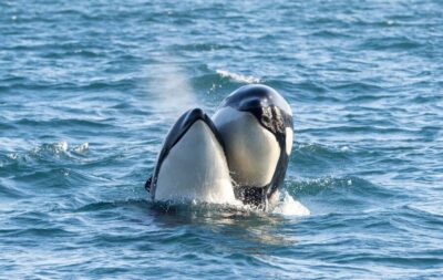 From Svolvær: Whale Watching Day Trip to Andenes