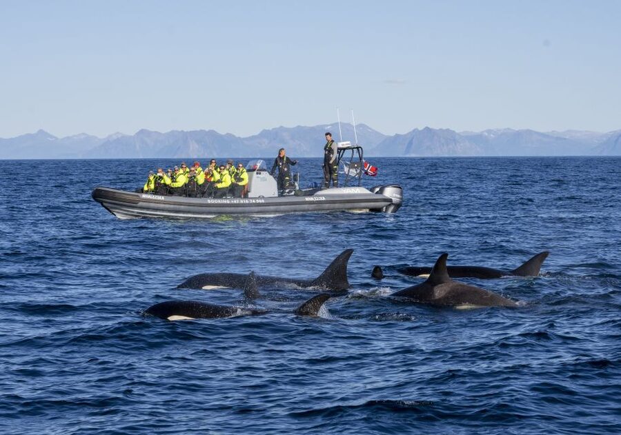 From Svolvær: Whale Watching Day Trip to Andenes - Arriving in Andenes for the whale safari