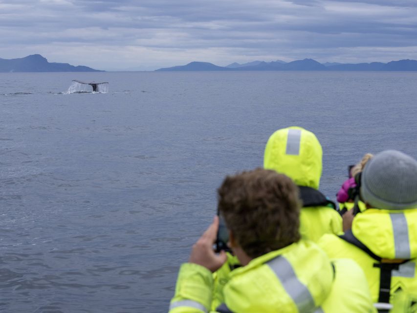 From Svolvær: Whale Watching Day Trip to Andenes - Weather, cancellations, and schedule changes