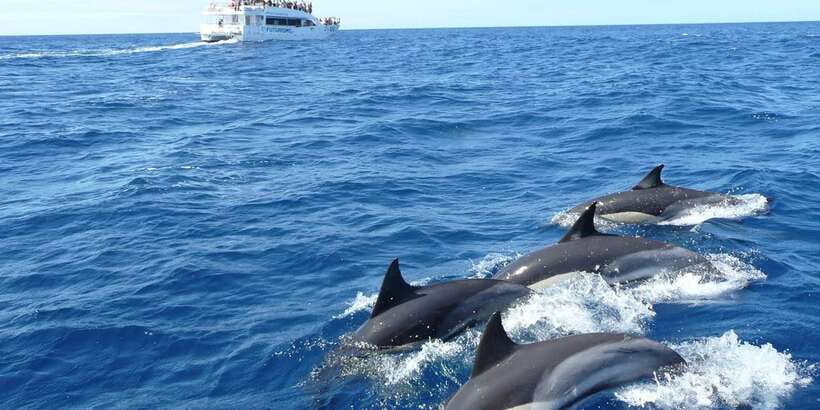 From Tangalle: Mirissa Whale Watching Tour with Breakfast - Leaving Tangalle for Mirissa Pier