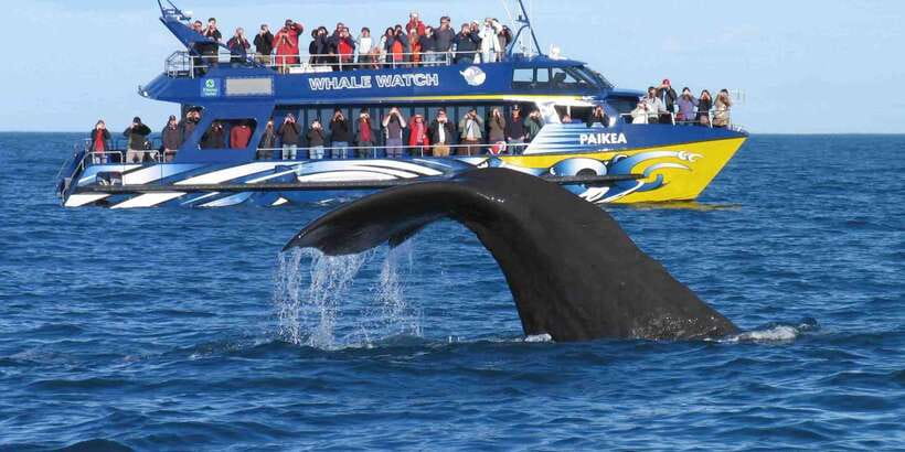 From Tangalle: Mirissa Whale Watching Tour with Breakfast - Responsible distances and what they mean