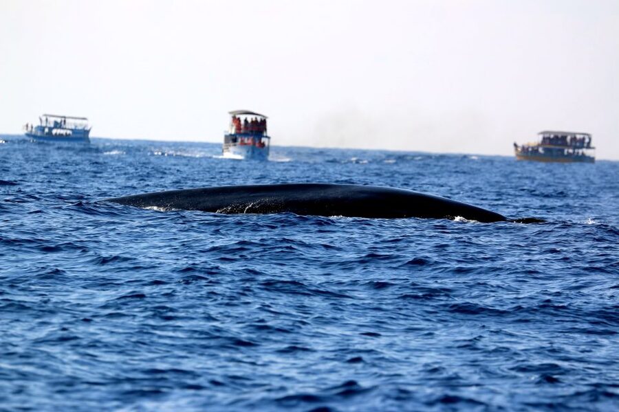 From Tangalle: Mirissa Whale Watching Tour with Breakfast - Breakfast, drinks, and comfort at sea