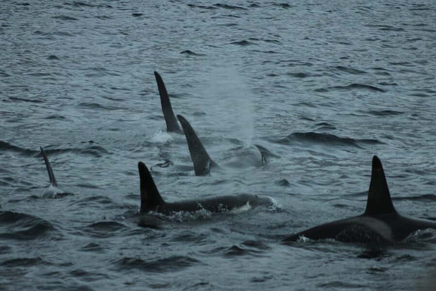 From Tromsø: All-Inclusive Whale & Orca Safari - Key points before you book