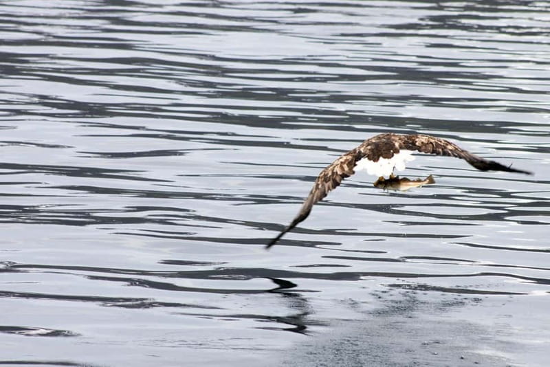 From Tromsø: All-Inclusive Whale & Orca Safari - Who should book this Arctic safari