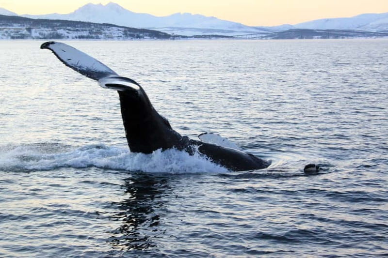 From Tromsø: All-Inclusive Whale & Orca Safari - Why the trip goes all the way to Skjervøy