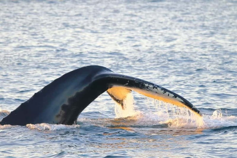 From Tromsø: All-Inclusive Whale & Orca Safari - The 2.5-hour cruise to Skjervøy