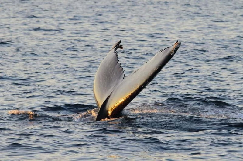 From Tromsø: All-Inclusive Whale & Orca Safari - Arriving in the whale area around Skjervøy