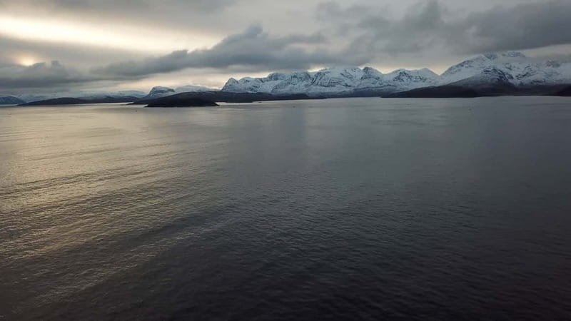 From Tromsø: All-Inclusive Whale & Orca Safari - Seabirds and other wildlife between whale sightings
