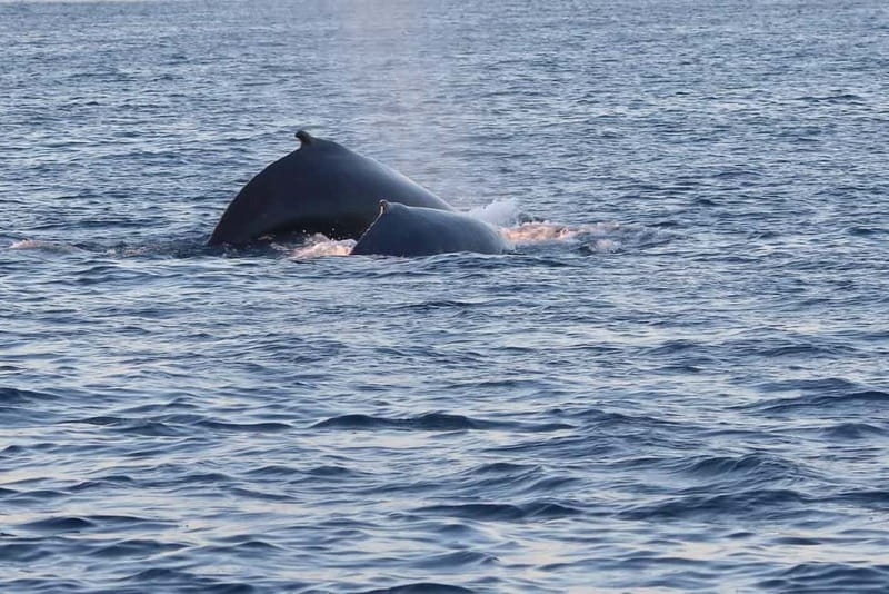 From Tromsø: All-Inclusive Whale & Orca Safari - Seeing whales from the outdoor decks
