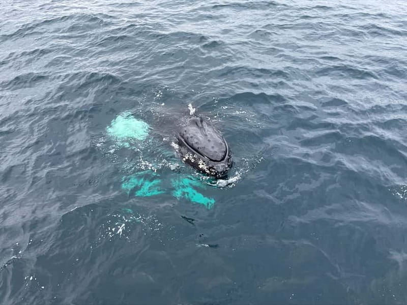 From Tromsø: All-Inclusive Whale & Orca Safari - The long ride back to Tromsø