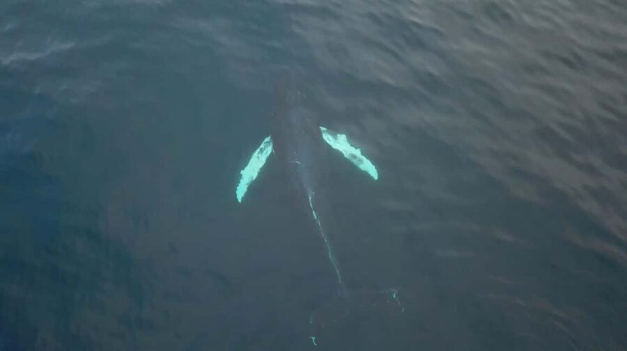 From Tromsø: All-Inclusive Whale & Orca Safari - Starting early at Tromsø’s front pier