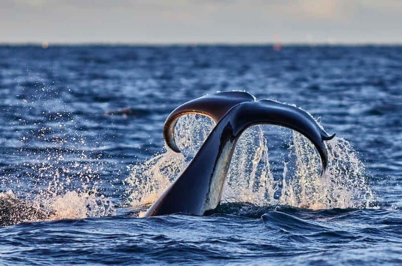 From Tromso: Whale Watching in Magic Skjervoy - Key points at a glance