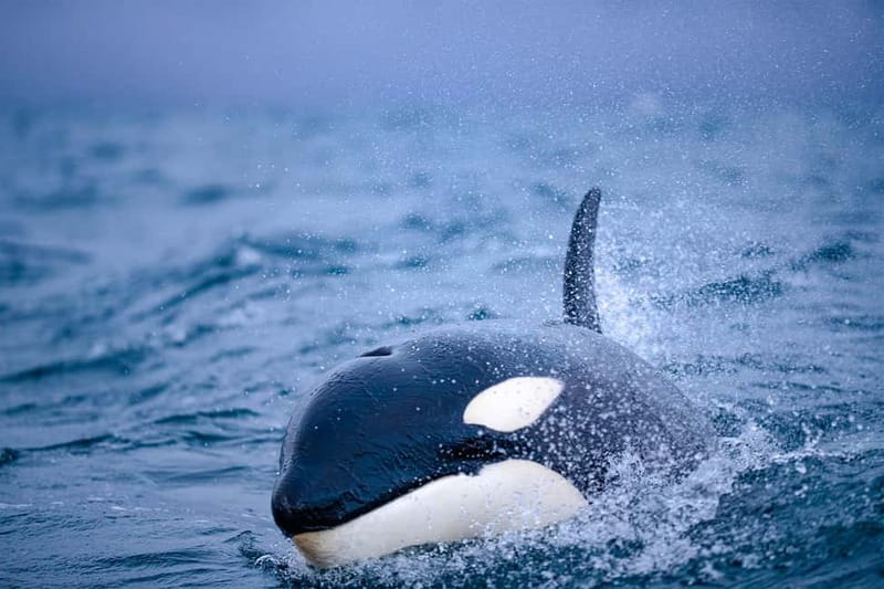 From Tromso: Whale Watching in Magic Skjervoy - Who should book this Skjervøy whale trip?