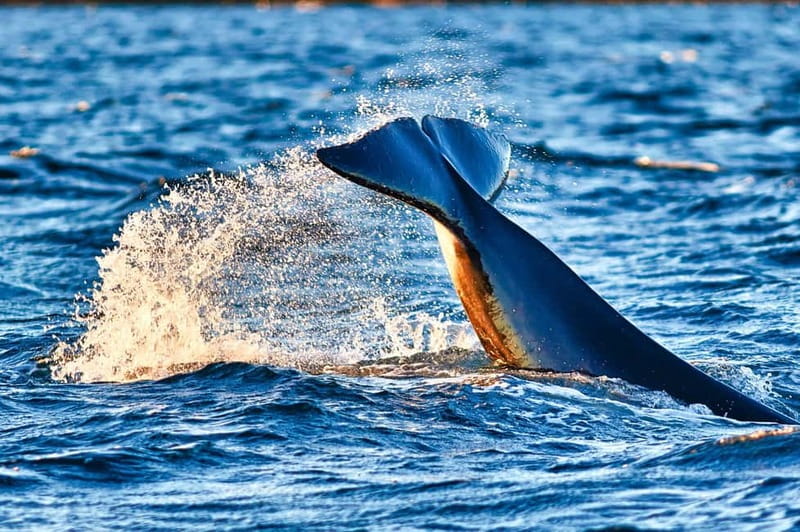 From Tromso: Whale Watching in Magic Skjervoy - Three hours among orcas and humpbacks