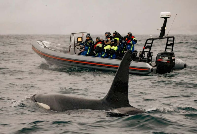 From Tromso: Whale Watching in Magic Skjervoy - The fjords are part of the reward
