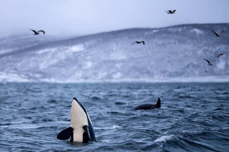 From Tromso: Whale Watching in Magic Skjervoy - Sandwiches, hot drinks, and the trip home