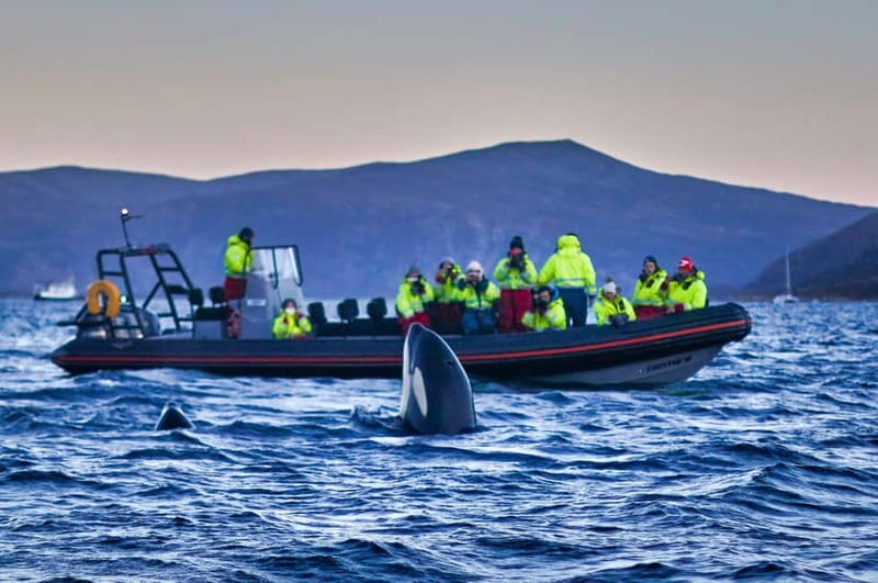 From Tromso: Whale Watching in Magic Skjervoy - Getting suited up for Arctic water