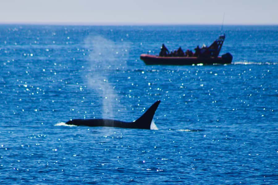 From Victoria: Whale Watching Marine Wildlife Excursion - Key points to know before booking