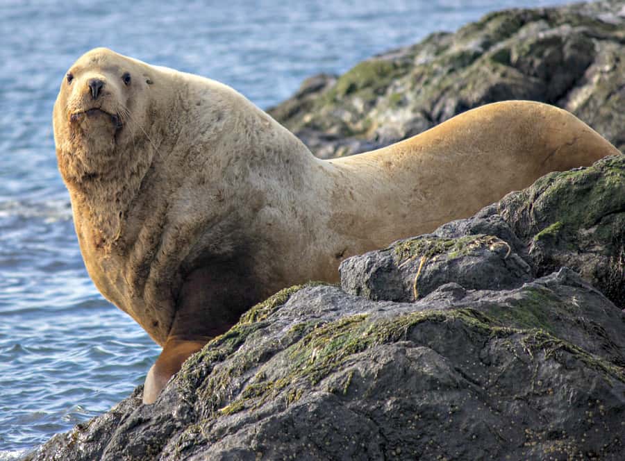 From Victoria: Whale Watching Marine Wildlife Excursion - Practical preparation for the three-hour ride