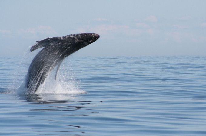 From Victoria: Whale Watching Marine Wildlife Excursion - Wildlife you may see in the Salish Sea