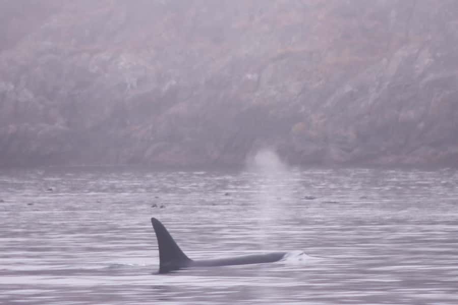 From Victoria: Whale Watching Marine Wildlife Excursion - Is $113 a fair price?